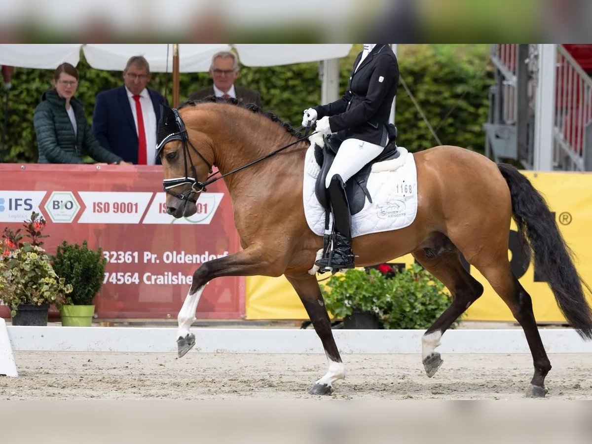 Deutsches Reitpony Hengst 5 Jahre 146 cm in R&#xF8;nde