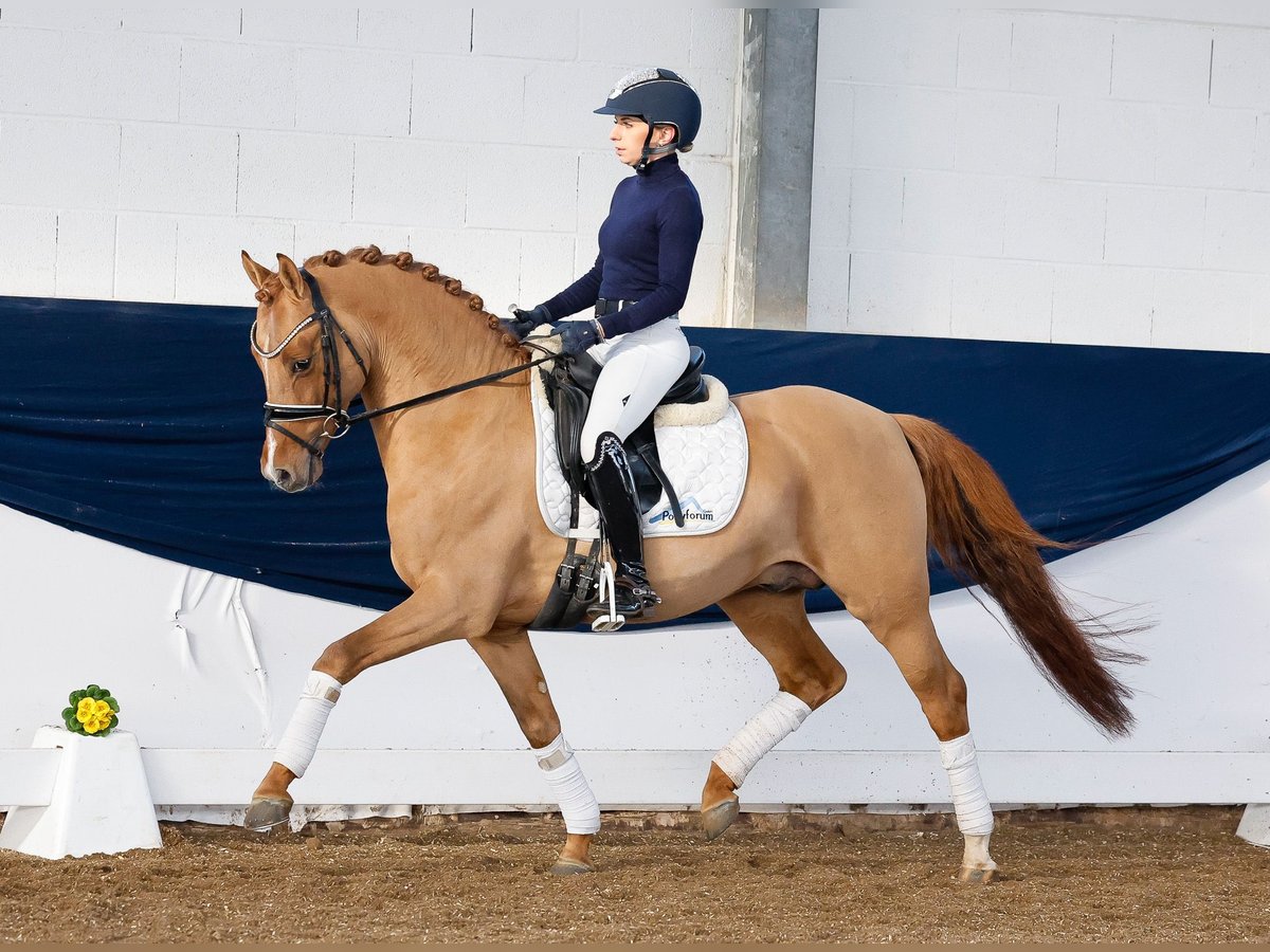 Deutsches Reitpony Hengst 5 Jahre 147 cm Falbe in Marsberg