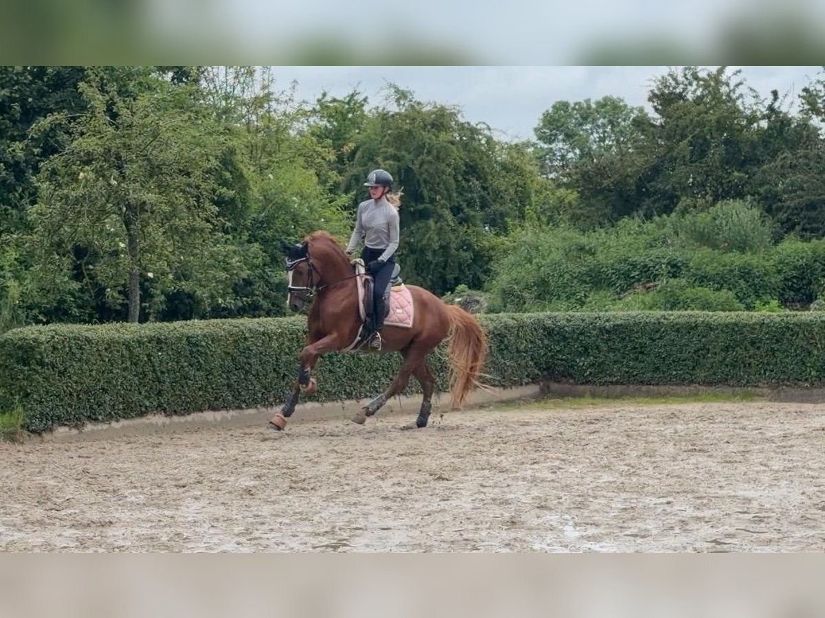 Deutsches Reitpony, Hengst in Achim