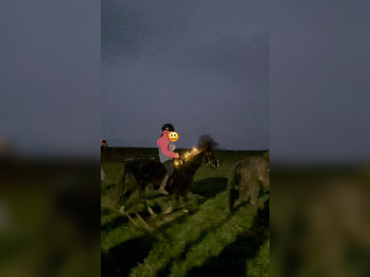 Deutsches Reitpony Mix Hengst 6 Jahre 130 cm Rappe in Dieblich