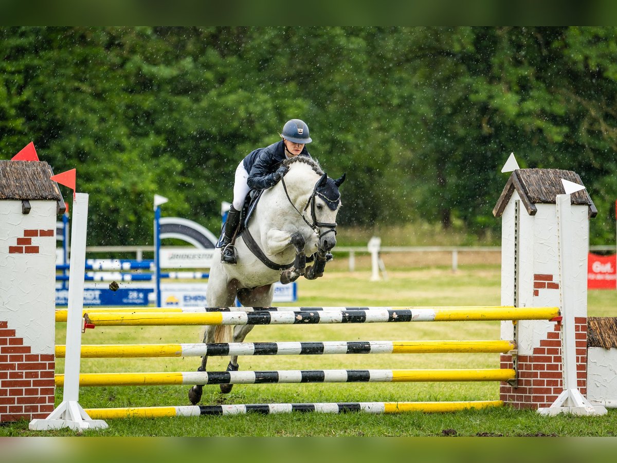 Deutsches Reitpony Hengst 6 Jahre 144 cm Schimmel in Kl&#xF6;tze