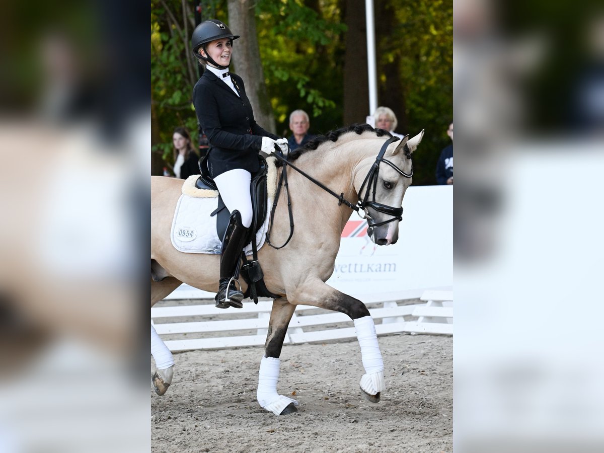 Deutsches Reitpony Hengst 6 Jahre 147 cm Buckskin in T&#xF6;nisvorst