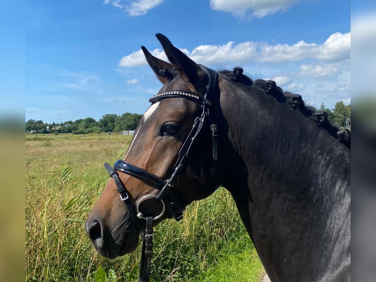 Deutsches Reitpony Hengst 6 Jahre 147 cm Schwarzbrauner in Süderlügum