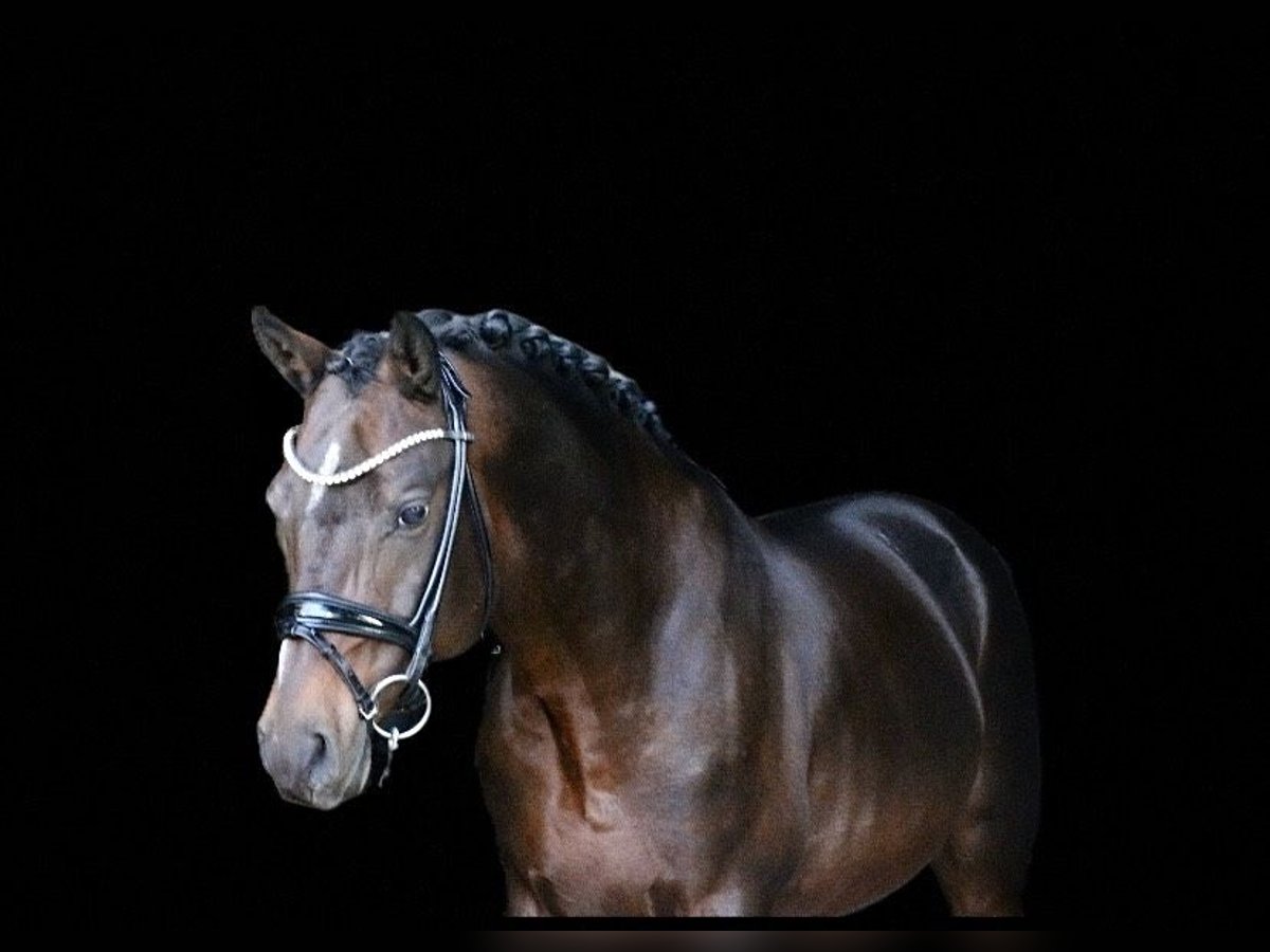 Deutsches Reitpony Hengst 6 Jahre 148 cm Brauner in Recke, bei Osnabrück