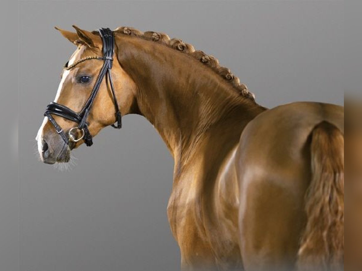 Deutsches Reitpony Hengst 6 Jahre 153 cm in Bedburg