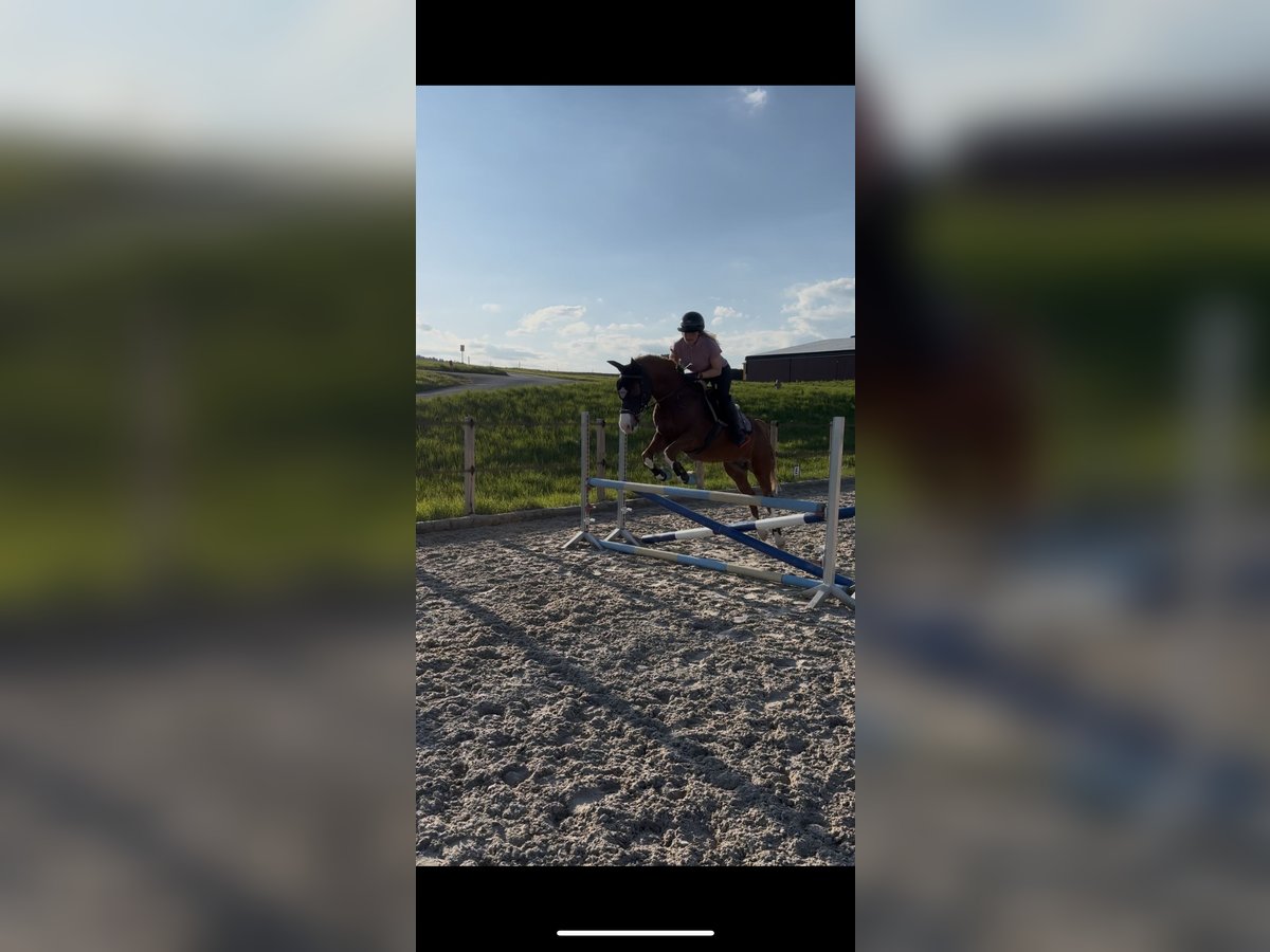 Deutsches Reitpony Hengst 8 Jahre 148 cm Fuchs in DinhardDinhard