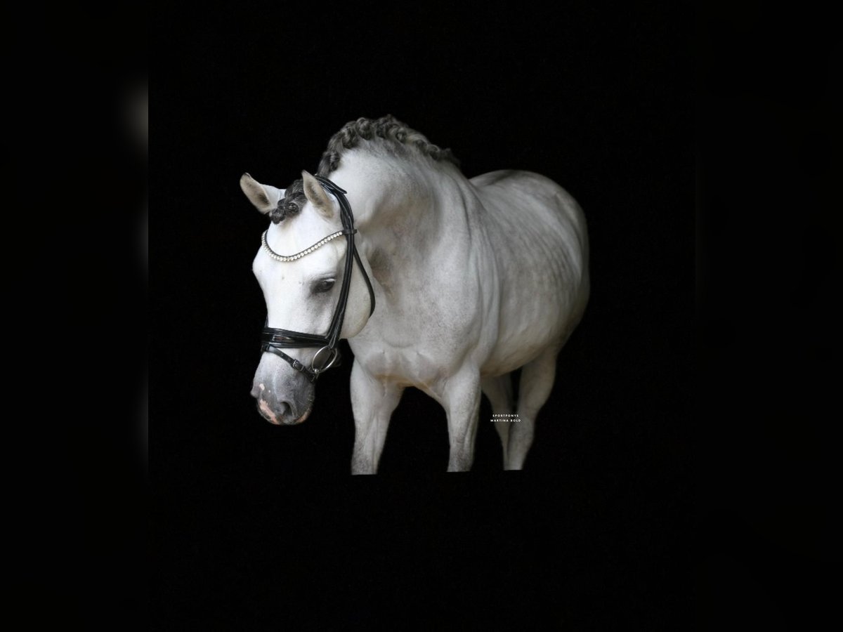 Deutsches Reitpony Hengst 9 Jahre 147 cm Schimmel in Recke, bei Osnabrück Deutsches Reitpony Hengst 9 Jahre 147 cm Schimmel in Recke, bei Osnabrück