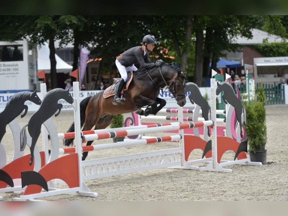 Deutsches Reitpony Hengst Brauner in Bochum