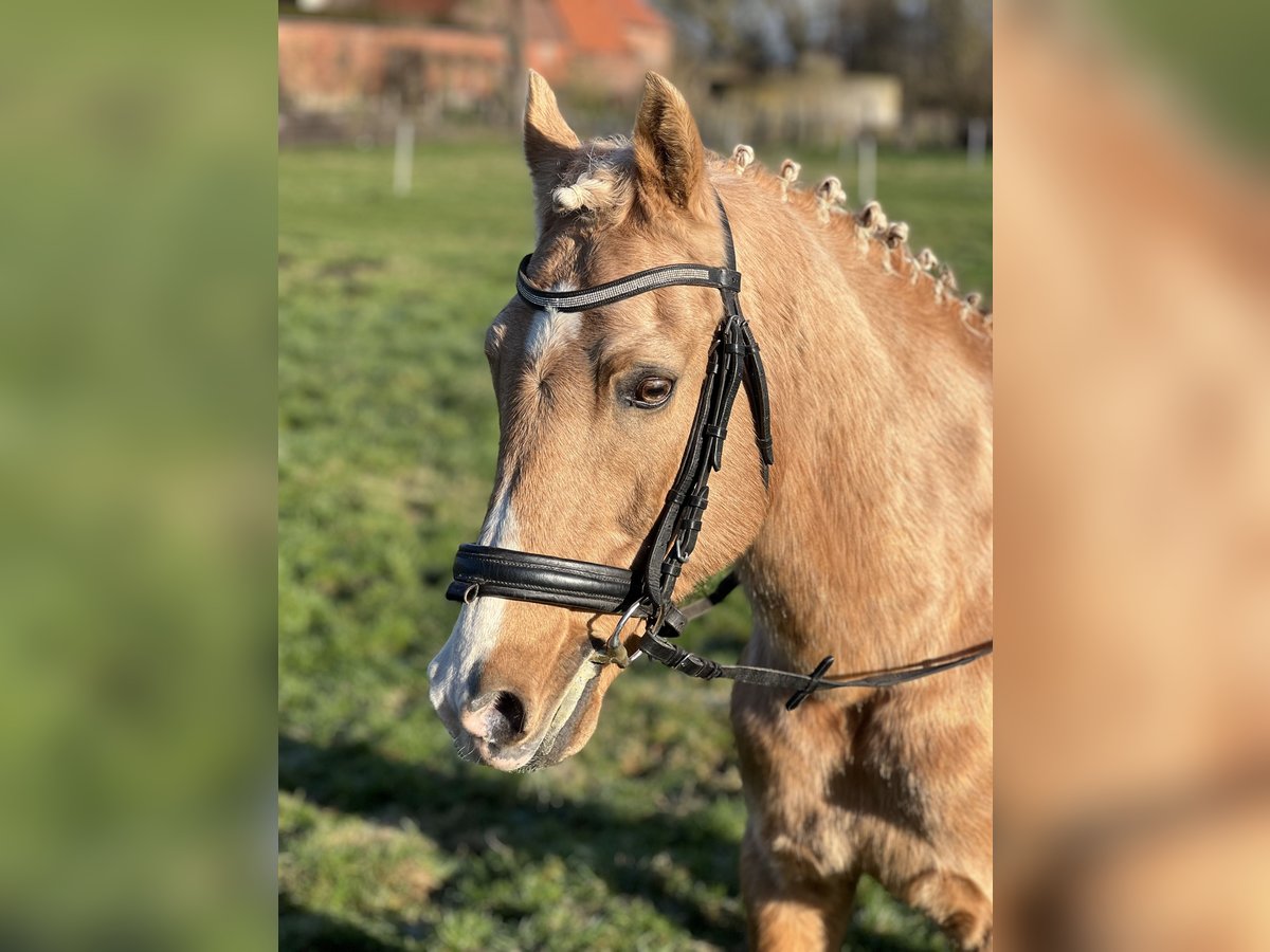 Deutsches Reitpony Hengst in Oetzen