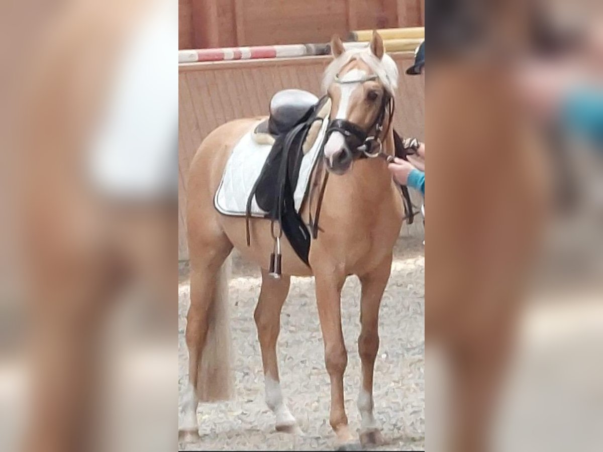 Deutsches Reitpony Hengst in Creglingen