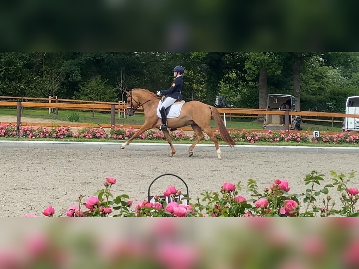 Deutsches Reitpony Hengst Falbe in Achim