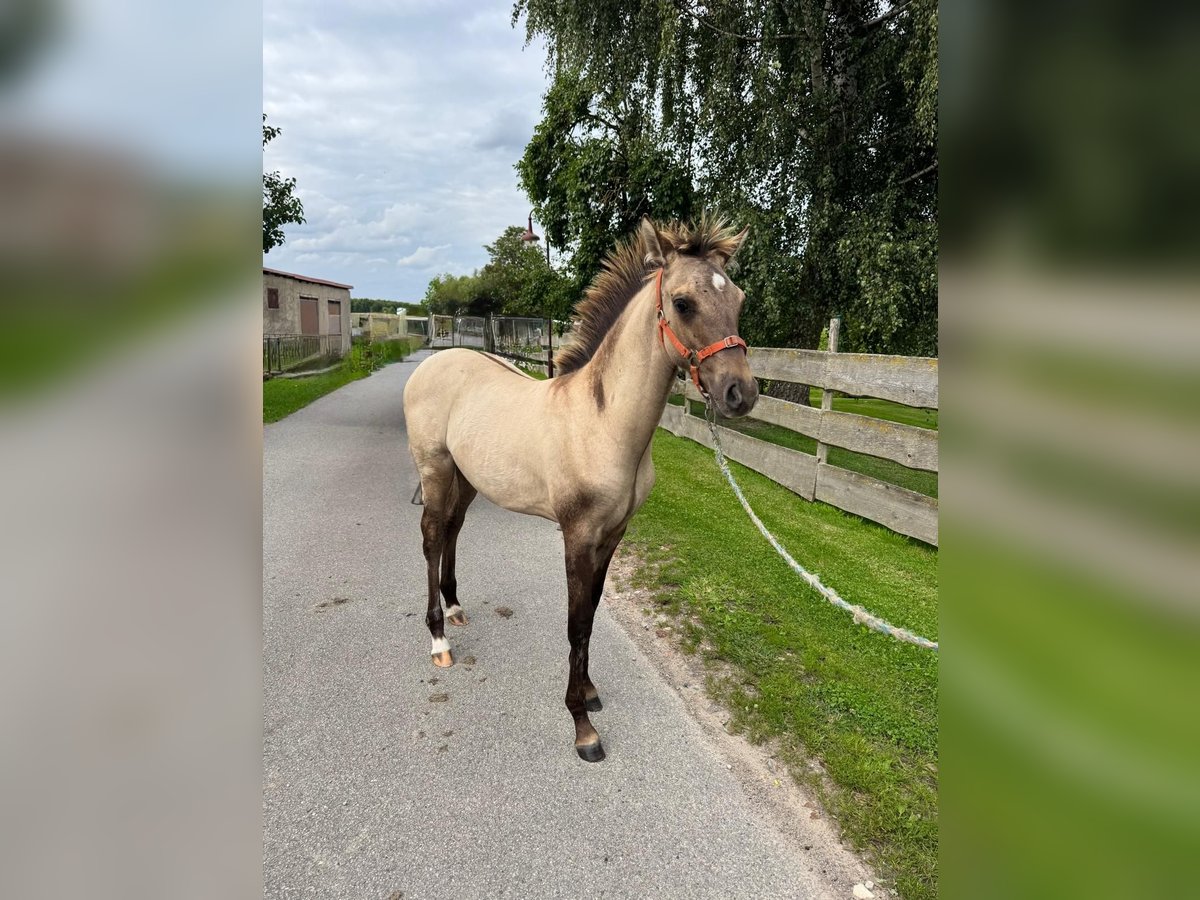 Deutsches Reitpony Mix Hengst Fohlen (03/2025) 132 cm Falbe in Altkalen