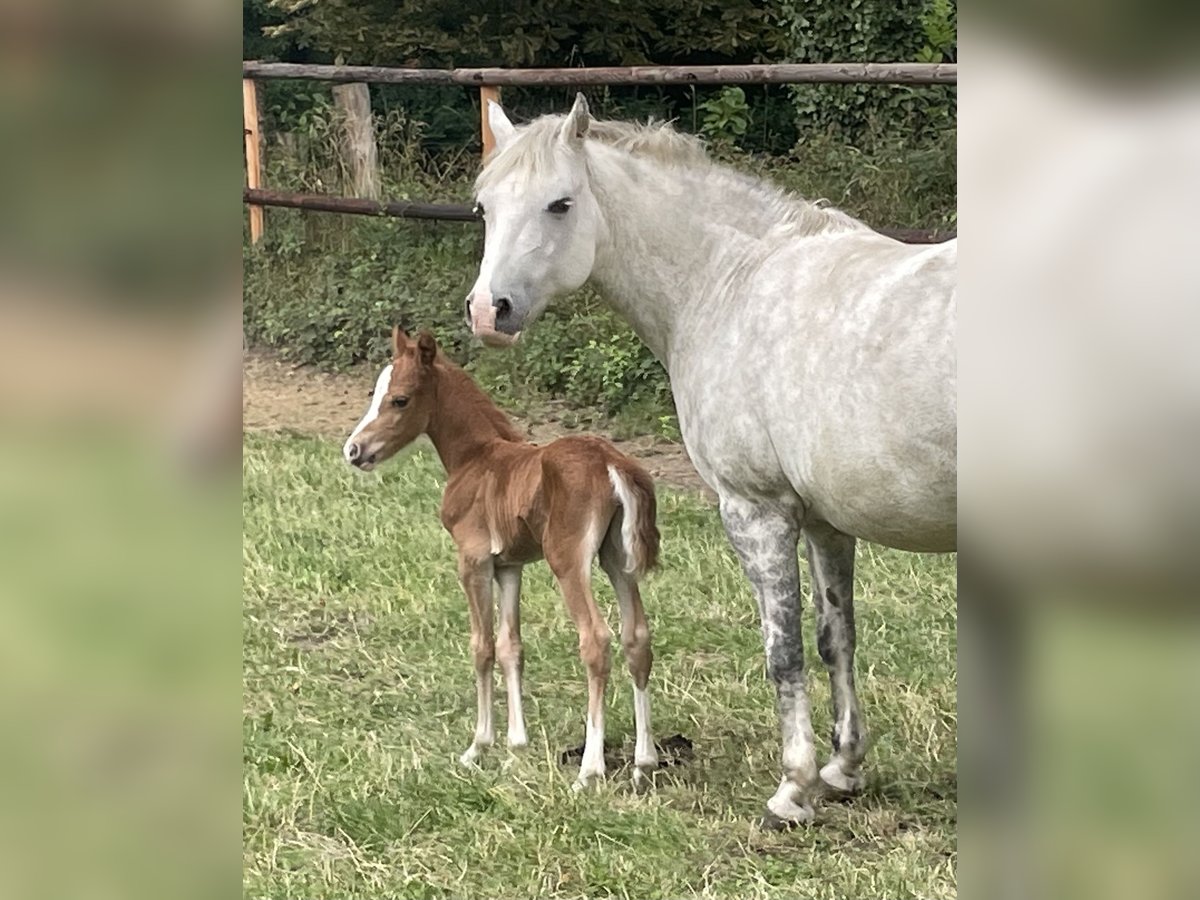 Deutsches Reitpony Mix Hengst  143 cm Fuchs in Wangels
