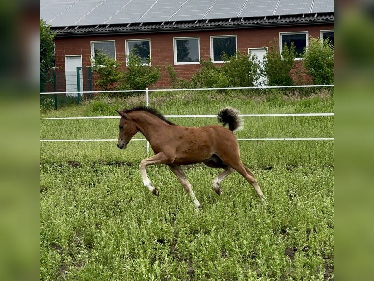 Deutsches Reitpony Hengst  145 cm Brauner in Dinklage