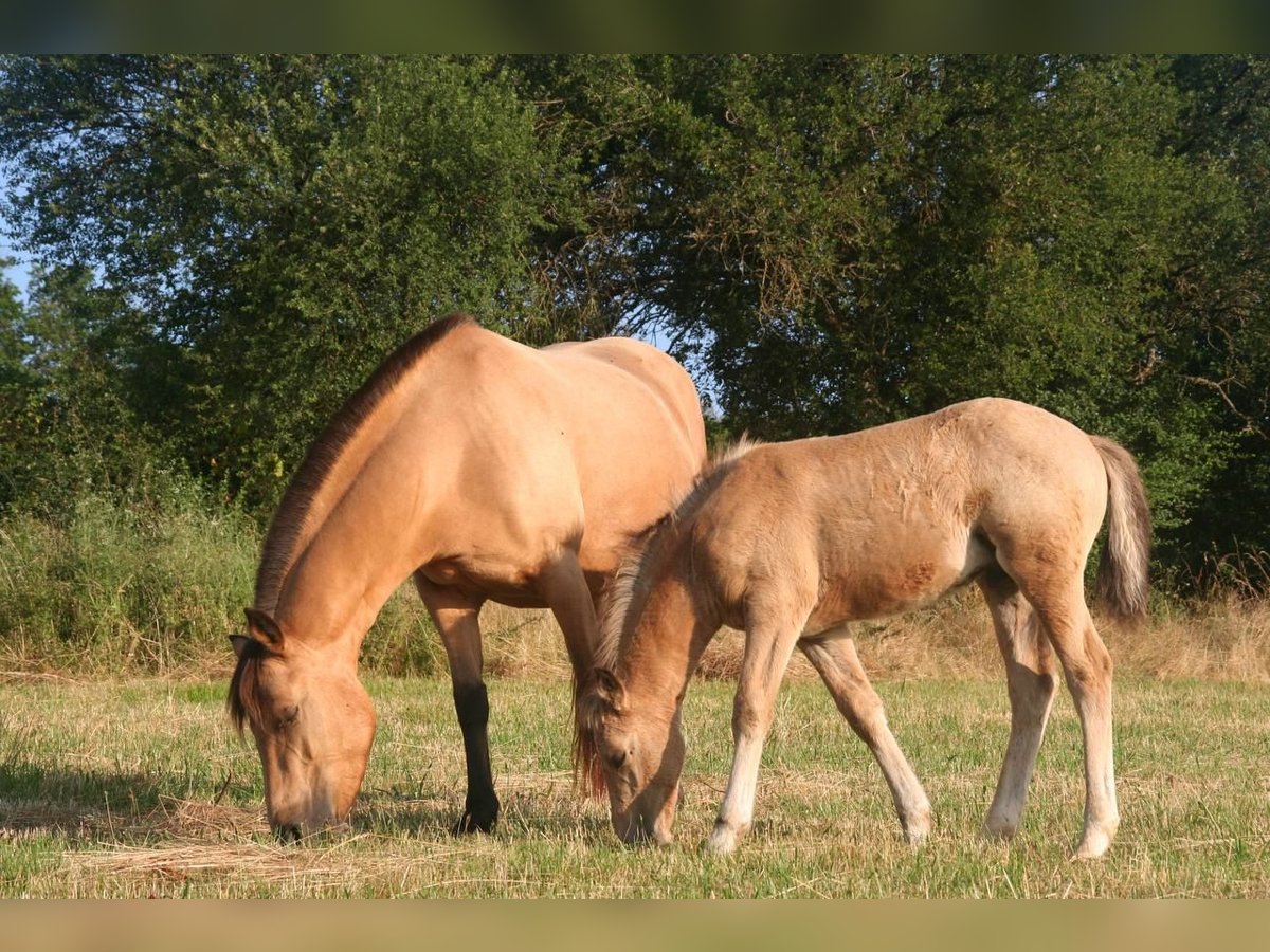 Deutsches Reitpony Mix Hengst Fohlen (04/2025) 145 cm Buckskin in Massilly