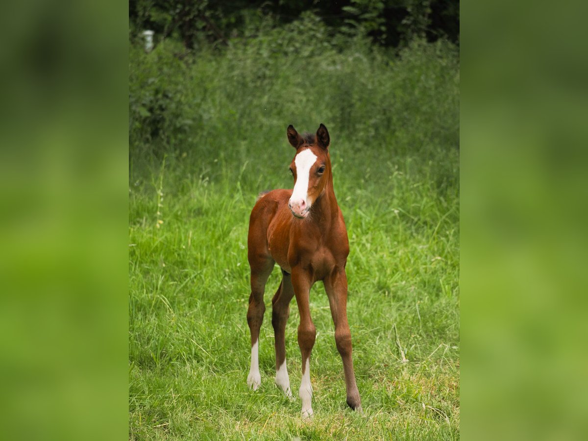 Deutsches Reitpony Hengst  146 cm Brauner in Moers
