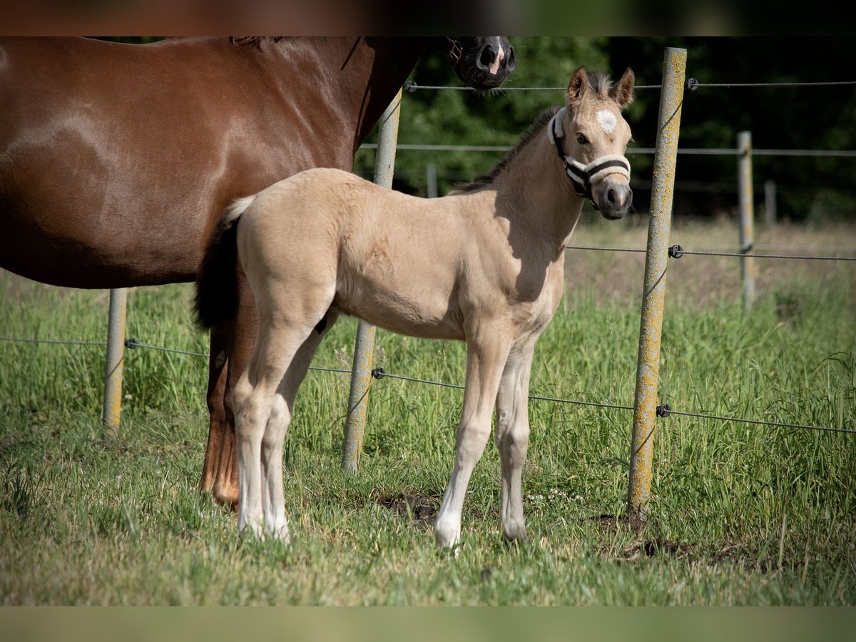 Deutsches Reitpony Hengst  147 cm Buckskin in Wagenfeld