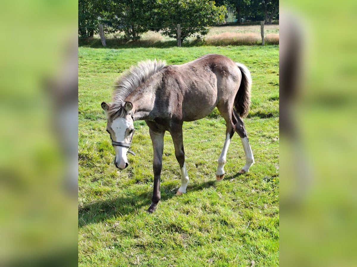 Deutsches Reitpony Mix Hengst Fohlen (05/2025) 147 cm Buckskin in Emmelsb&#xFC;ll-Horsb&#xFC;ll