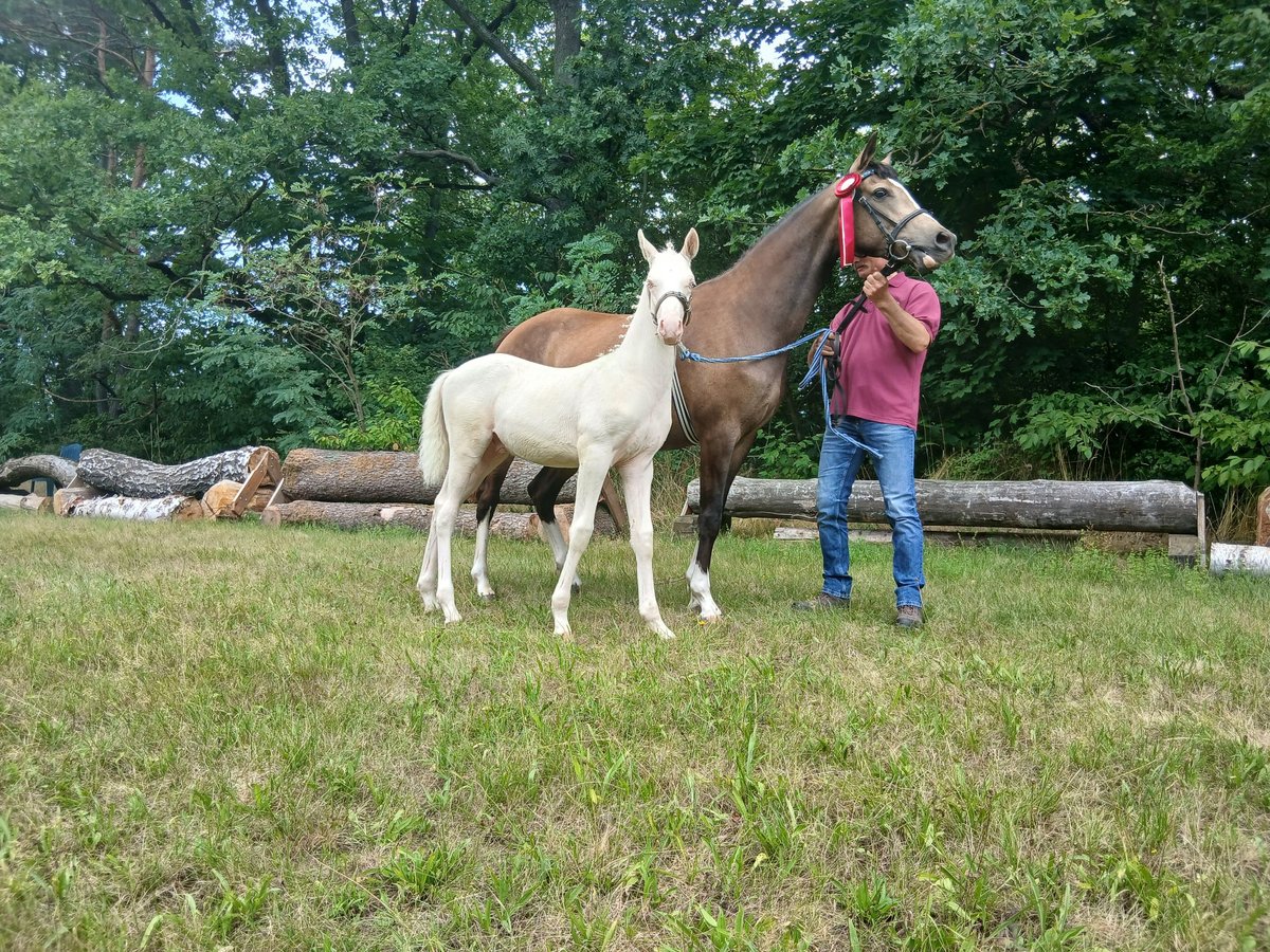 Deutsches Reitpony Hengst Fohlen (04/2025) 147 cm Cremello in Rochlitz