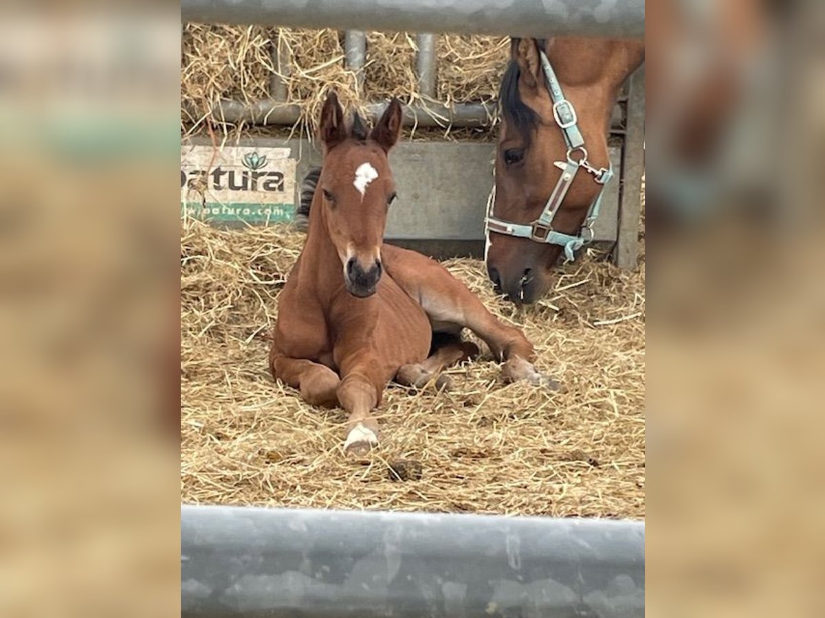 Deutsches Reitpony Hengst  147 cm Dunkelbrauner in Drackenstein