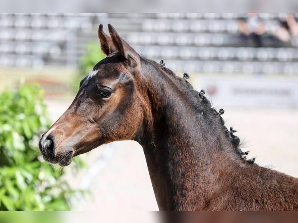 Deutsches Reitpony Hengst  147 cm Dunkelbrauner in Drackenstein