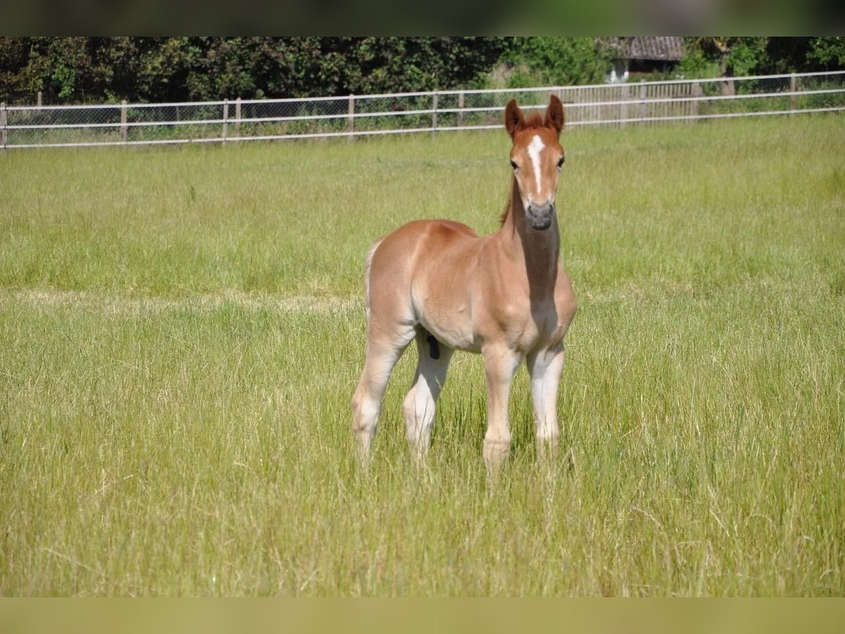 Deutsches Reitpony Hengst  147 cm Dunkelfuchs in Beverungen