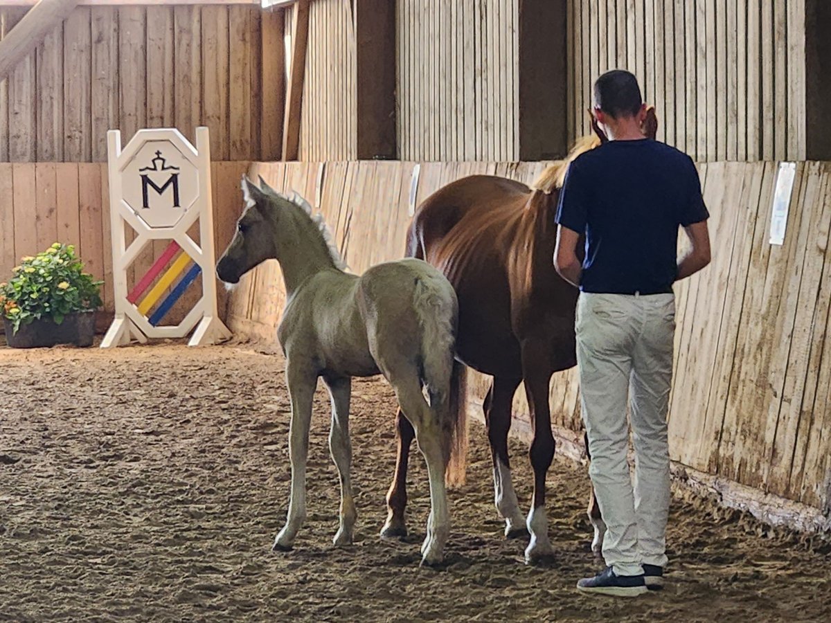 Deutsches Reitpony Hengst  147 cm Palomino in Lubmin