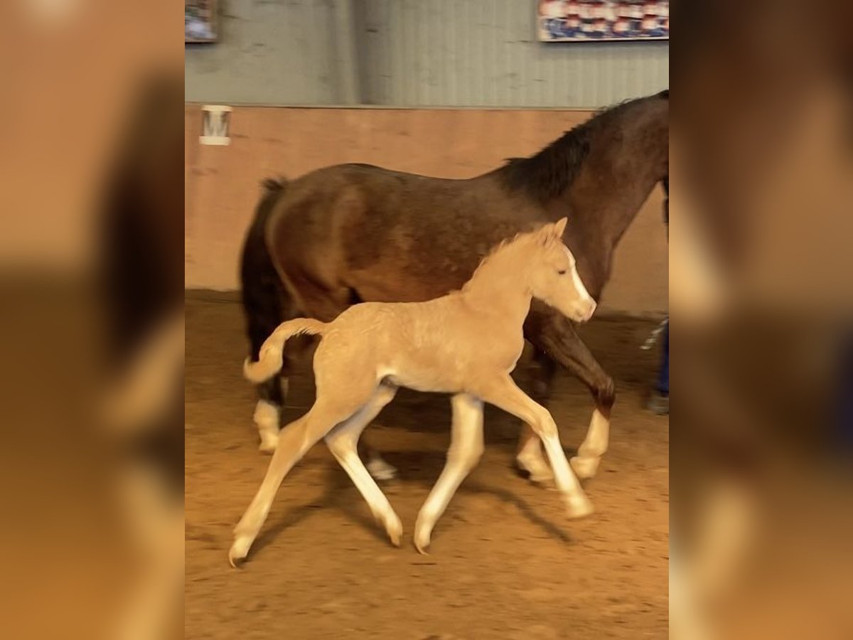 Deutsches Reitpony Hengst  147 cm Palomino in Achim
