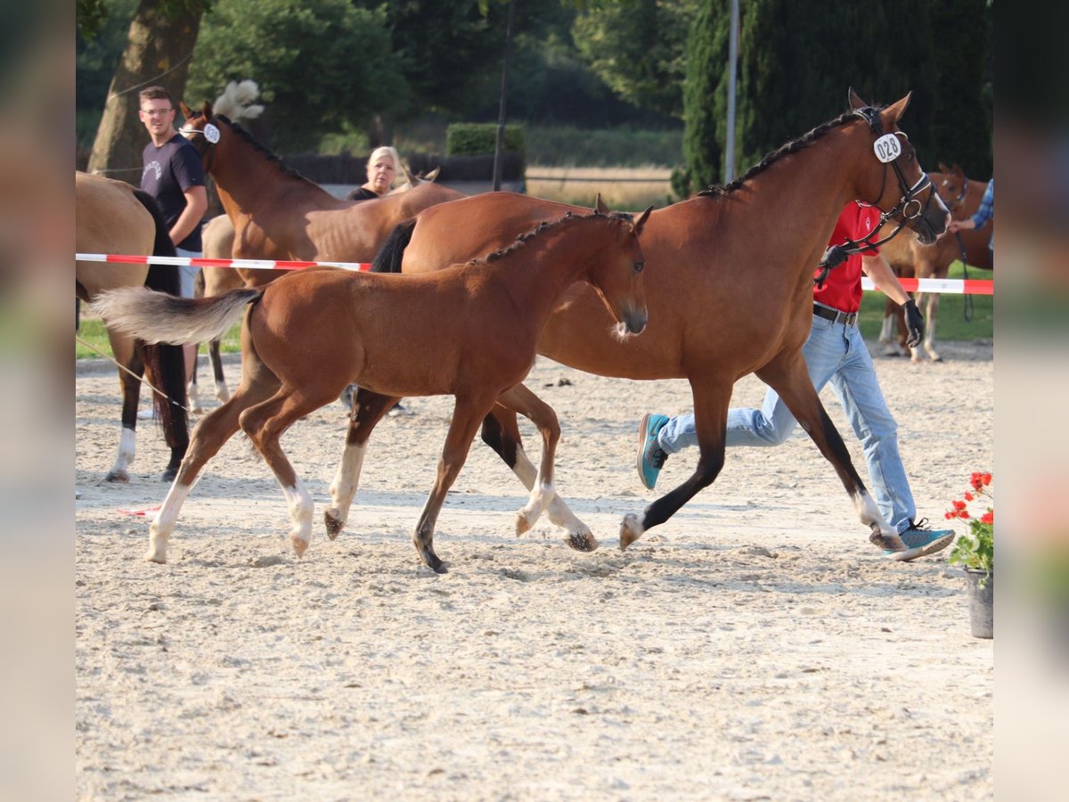 Deutsches Reitpony Hengst Fohlen (04/2025) 148 cm Brauner in Hamm