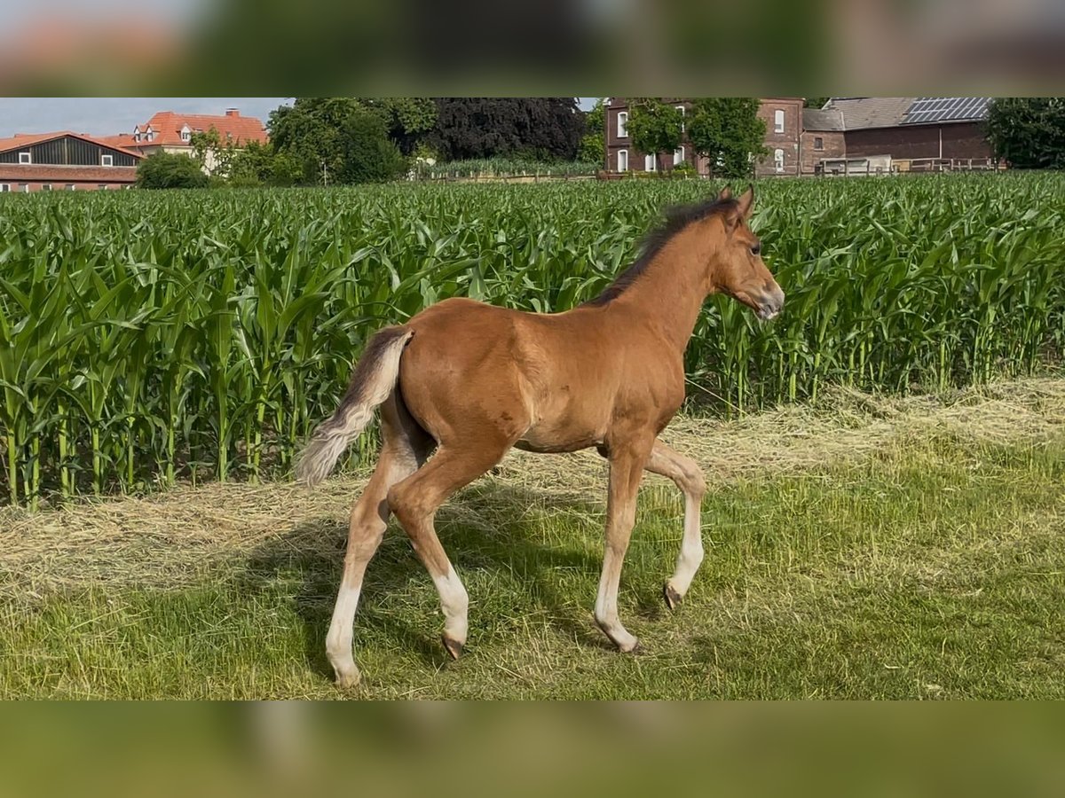 Deutsches Reitpony Hengst  148 cm Brauner in Hamm