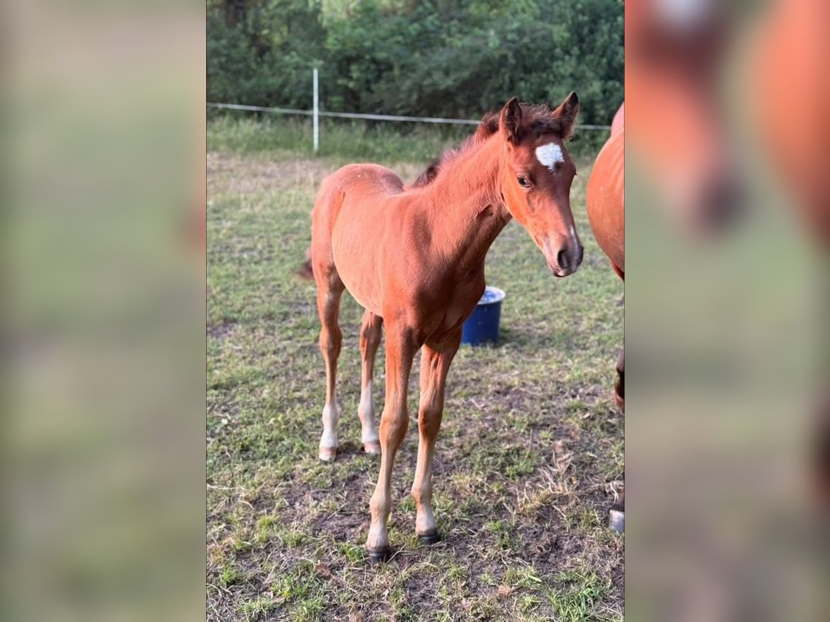 Deutsches Reitpony Hengst  148 cm Brauner in Worpswede