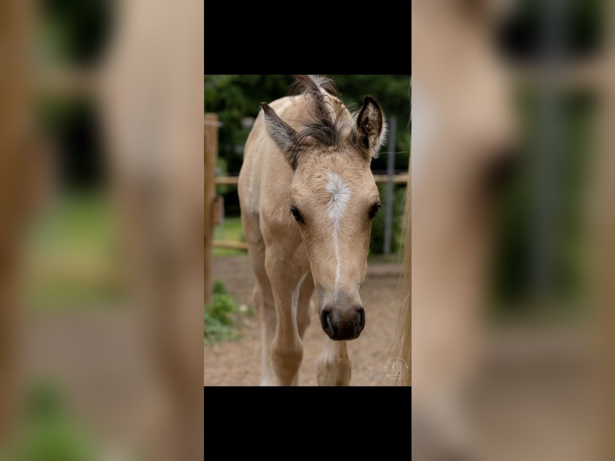 Deutsches Reitpony Hengst Fohlen (05/2025) 148 cm Buckskin in Falkenberg