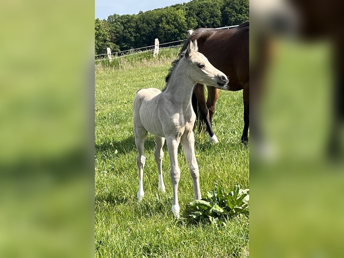 Deutsches Reitpony Hengst  148 cm Buckskin in Lintig