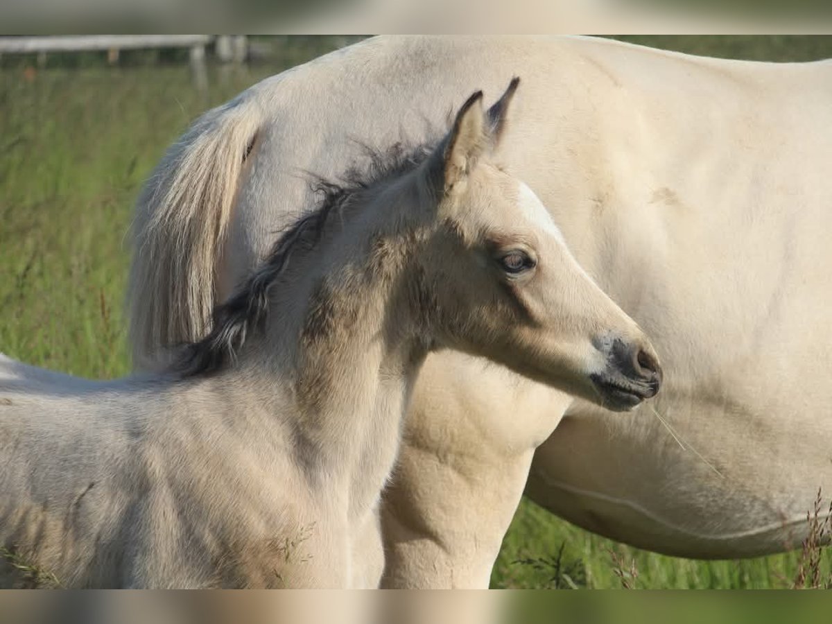 Deutsches Reitpony Hengst  148 cm in Rees