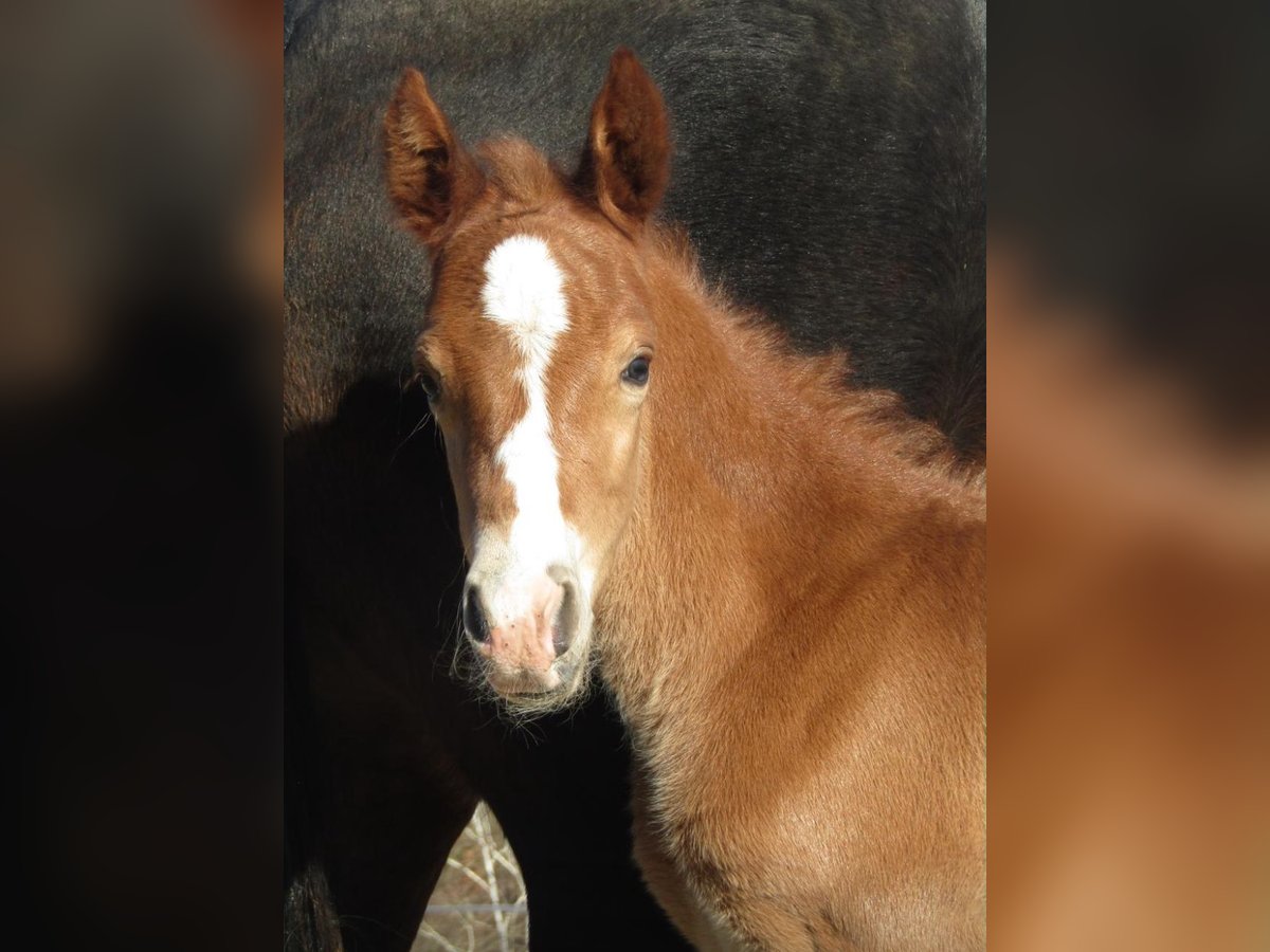 Deutsches Reitpony Hengst  148 cm Dunkelfuchs in Neustadt an der Orla