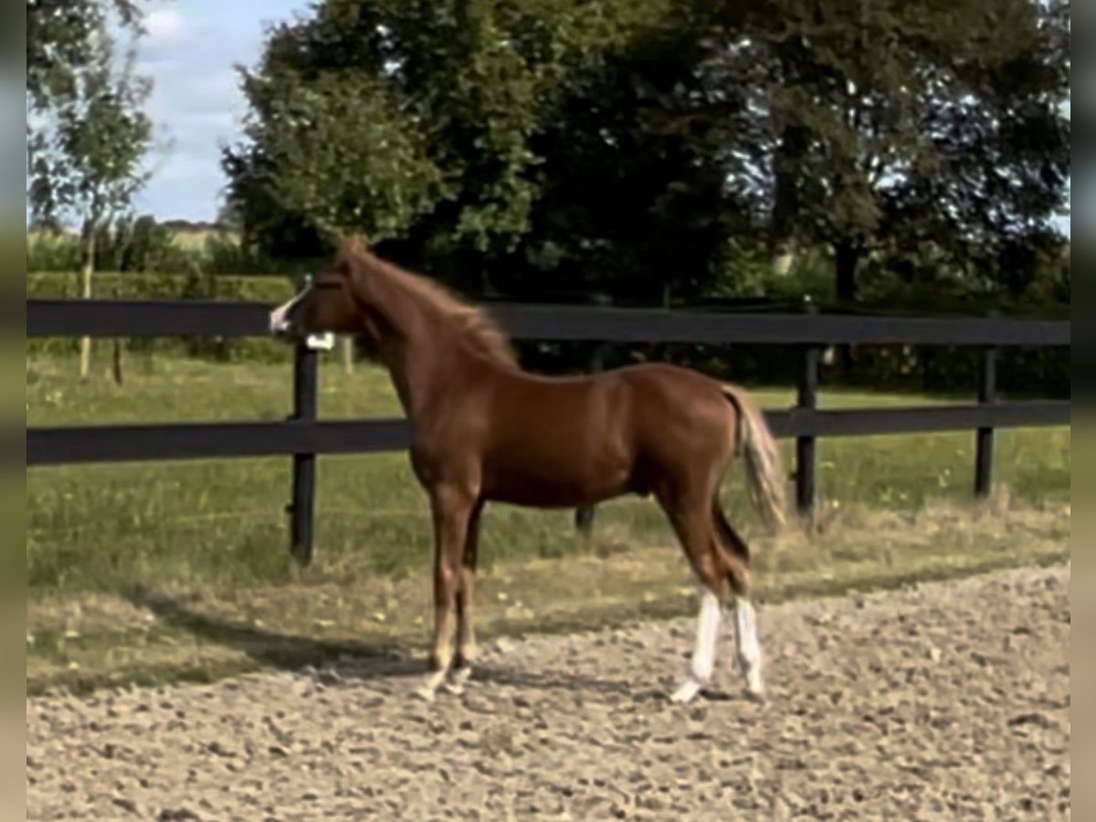 Deutsches Reitpony Hengst Fohlen (05/2024) 148 cm Dunkelfuchs in Goch