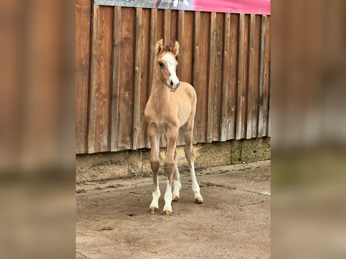 Deutsches Reitpony Hengst Fohlen (03/2024) 148 cm Falbe in Wegeleben