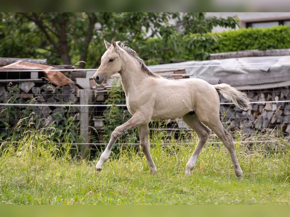 Deutsches Reitpony Hengst  148 cm Falbe in Liebstadt