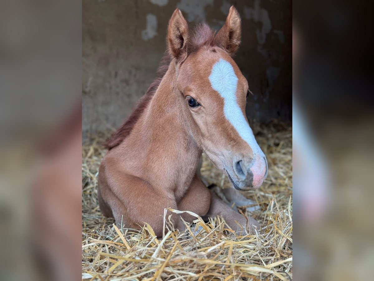 Deutsches Reitpony Hengst  148 cm Falbe in Walpernhain