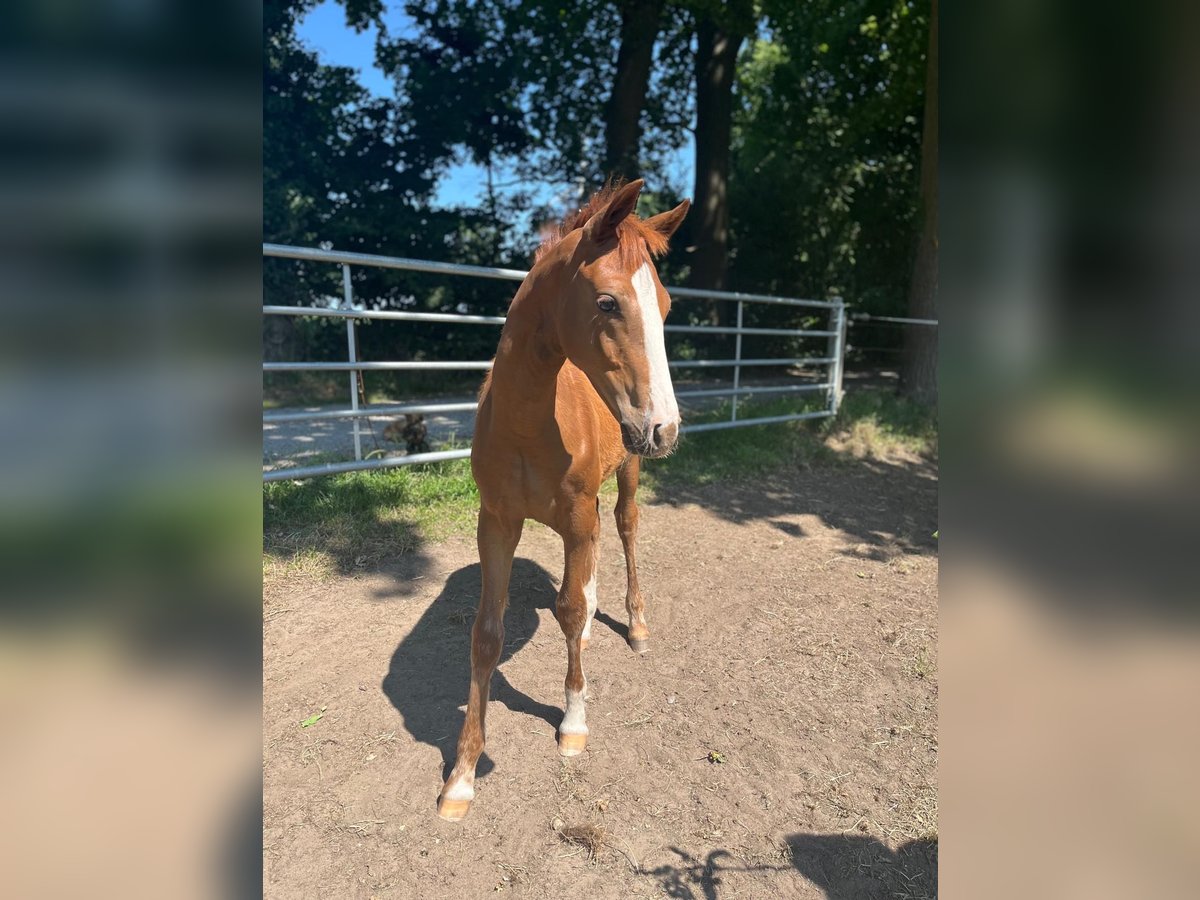 Deutsches Reitpony Hengst  148 cm Fuchs in Bottrop