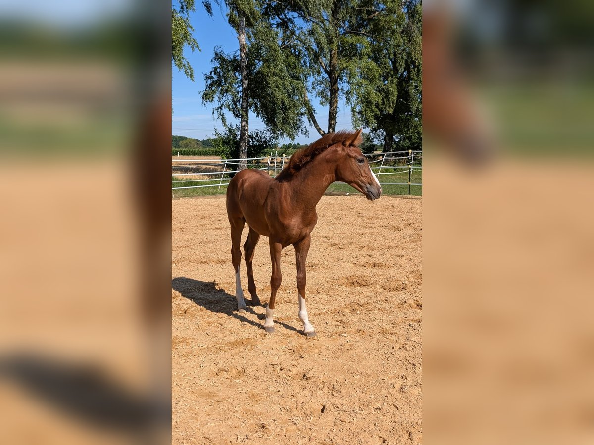 Deutsches Reitpony Hengst  148 cm Fuchs in Markt Schwaben