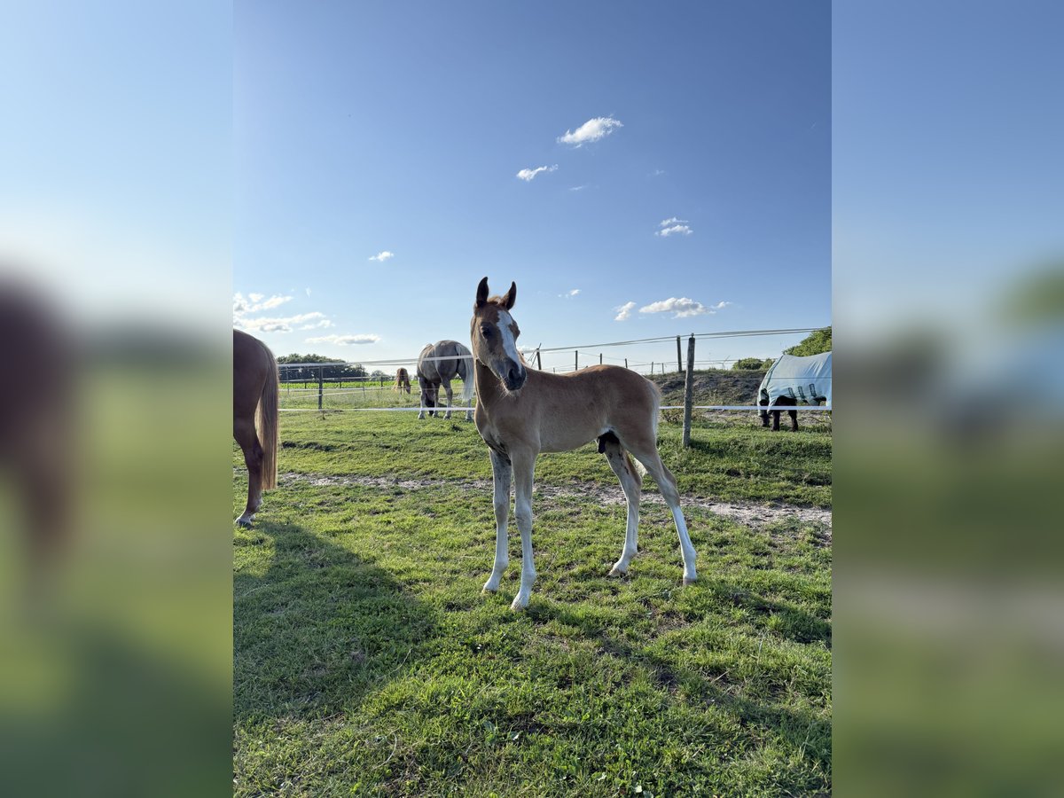 Deutsches Reitpony Hengst  148 cm Fuchs in Rhede