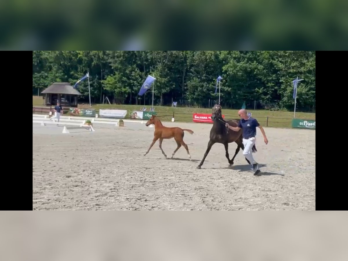 Deutsches Reitpony Hengst Fohlen (05/2025) 148 cm Fuchs in Stralsund