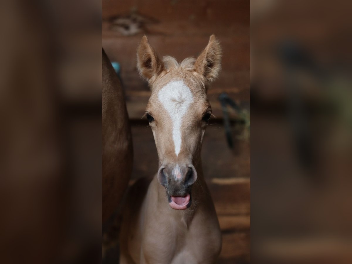 Deutsches Reitpony Hengst  148 cm Palomino in Zell
