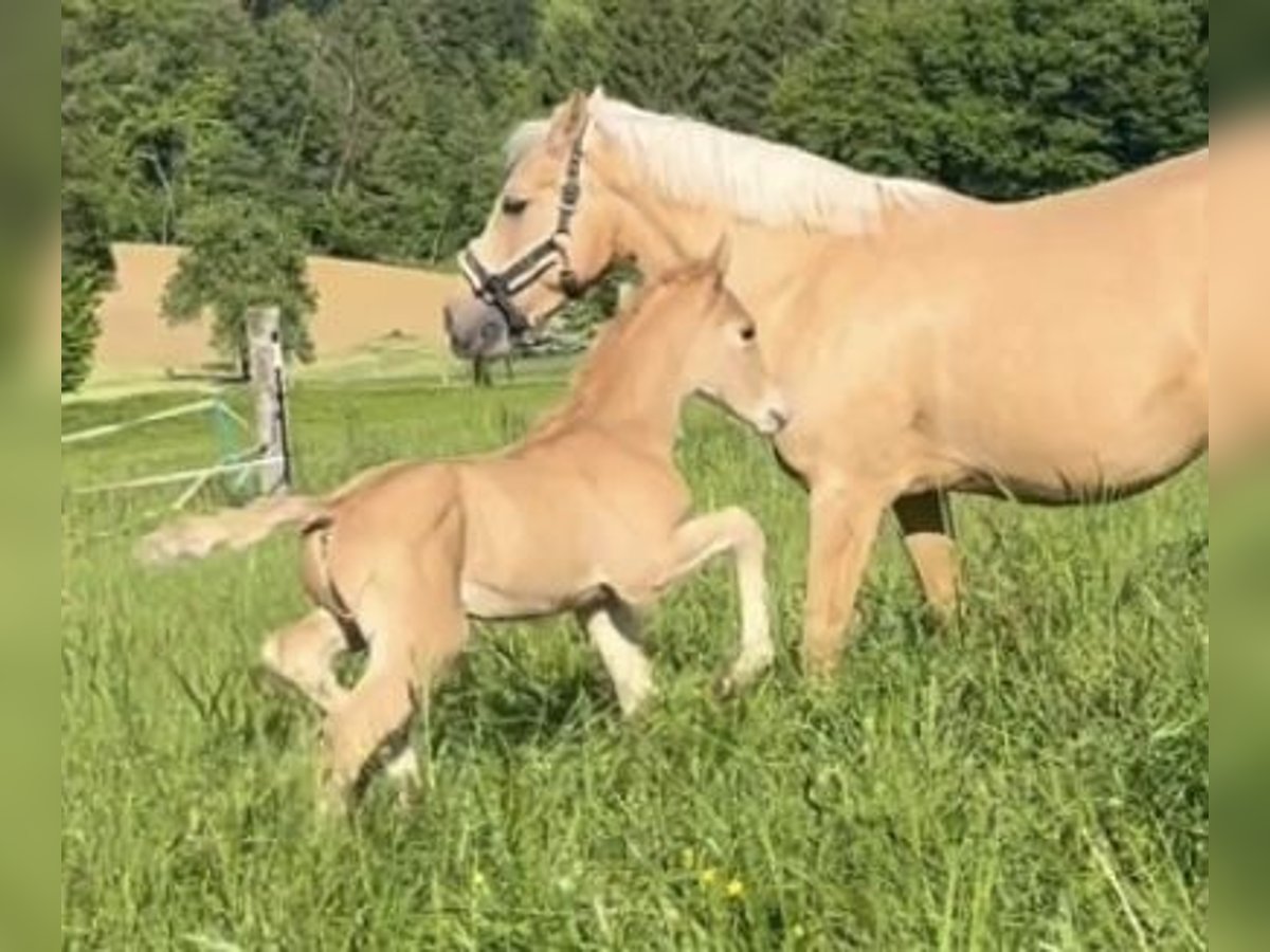 Deutsches Reitpony Hengst  148 cm Palomino in Pitten