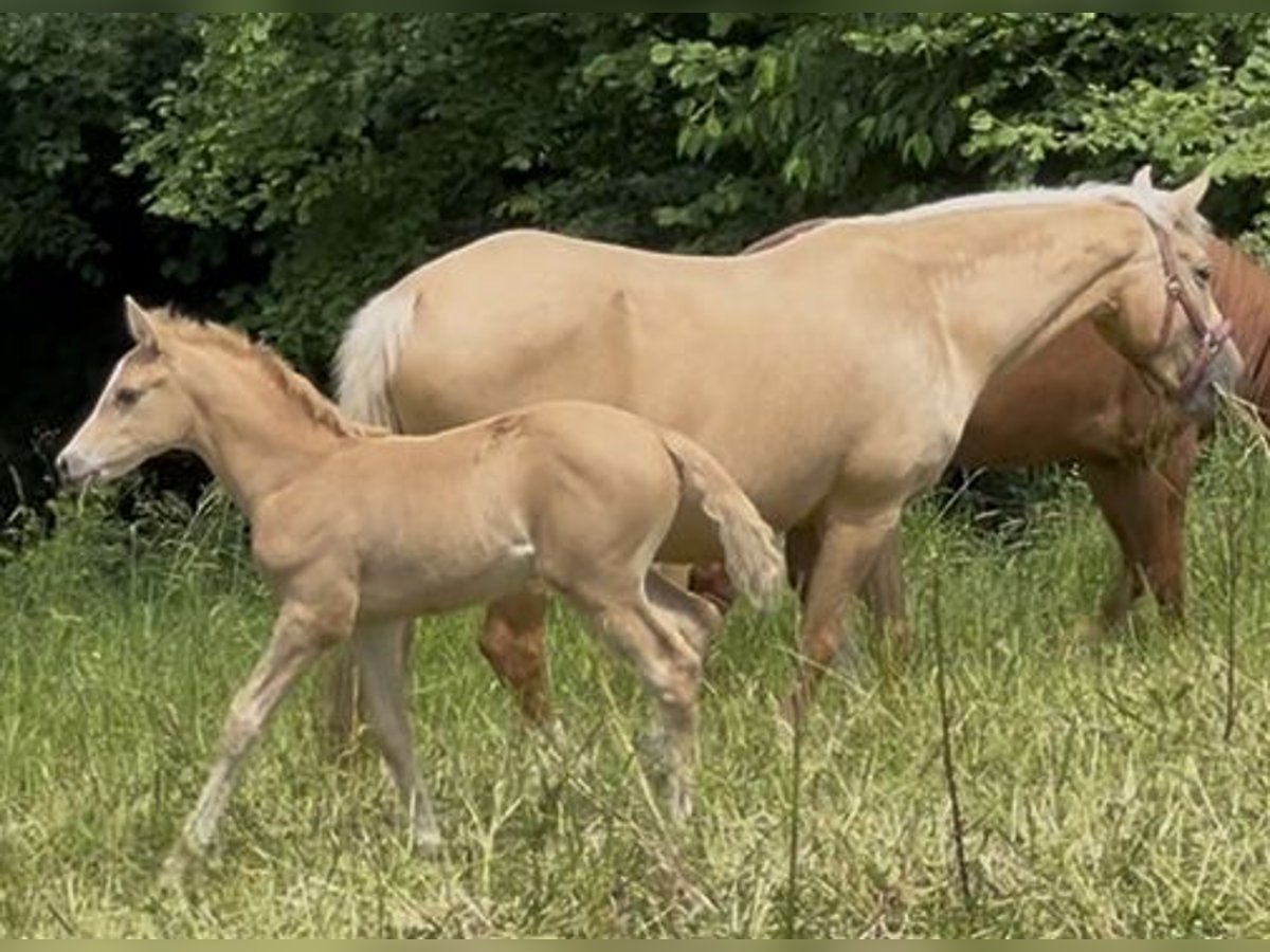 Deutsches Reitpony Hengst  148 cm Palomino in Pitten