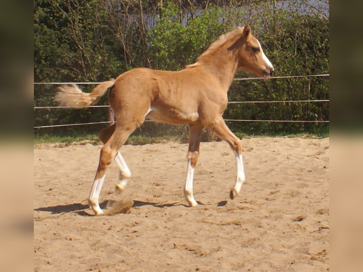 Deutsches Reitpony Hengst  148 cm Palomino in Velpke