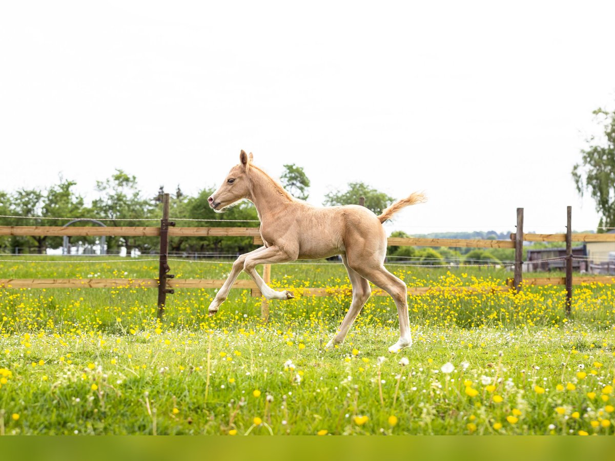 Deutsches Reitpony Mix Hengst  148 cm Palomino in Kehlen