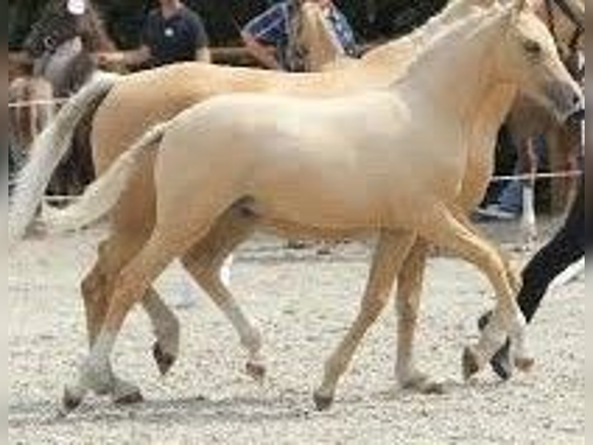 Deutsches Reitpony Hengst 148 cm Palomino in Neuhaus Deutsches Reitpony Hengst 148 cm Palomino in Neuhaus