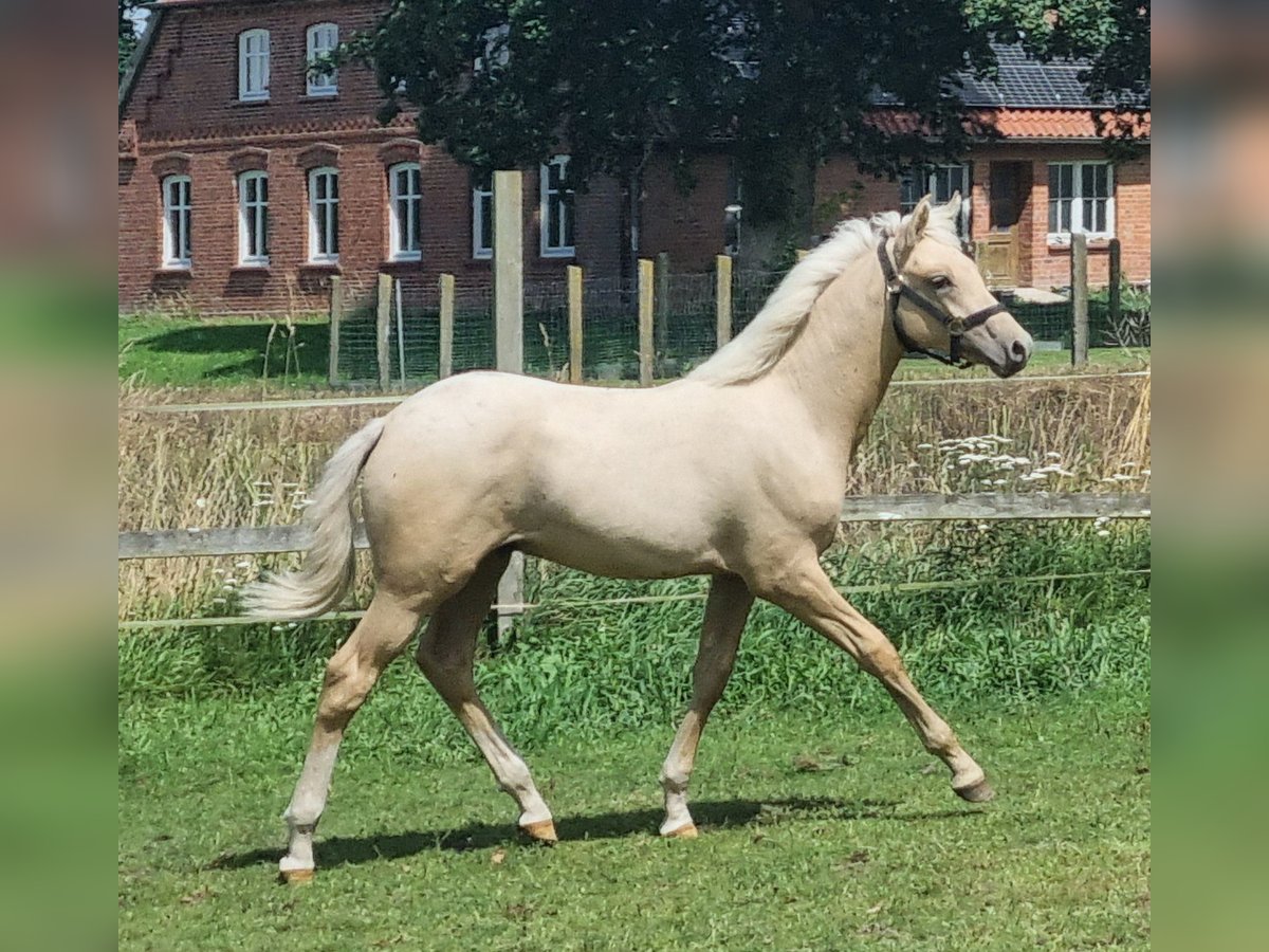 Deutsches Reitpony Hengst Fohlen (04/2025) 148 cm Palomino in Neuhaus